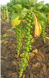 Brussels Sprouts ~ Nautic F1 (June)