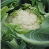 Winter Cauliflower programme