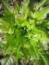 Lettuce ~ Cocarde (June)