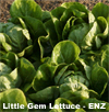 Leafy Salads ~ headed types