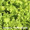 Lettuce ~ Lollo Biondi (Late May)