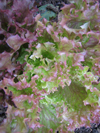 Lettuce ~ Lollo Rosso (Late May)