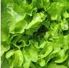 Lettuce ~ Green oak leaf (salad bowl) (Late May)