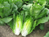 Lettuce (cos) ~ Totana (Early May)
