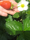 Strawberry ~ Elan (June)