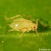 Aphid Control