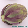 Globe Artichoke (purple) ~ Arad (Early May)