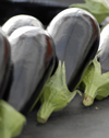 Grafted Aubergine ~ Black Pearl (April)