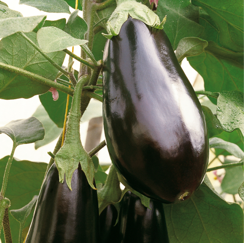 April Delivery                image