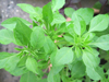 Basil ~ Greek (Ocimum minimum) (Late May)