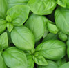 Basil - Sweet Genovese (August)