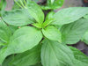 Basil ~ Siam Queen (Ocimum basilicum) (Late May)