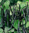 Dwarf French Beans ~ Purple Tepee (Late May)