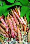 Climbing Borlotti Beans ~ Lingua Di Fuoco (Late May)