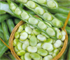 Broad Bean ~ Masterpiece Green (untreated seed)