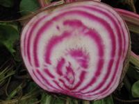 Beetroot ~ Chioggia Barbietola