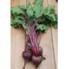 Beetroot ~ Jannis