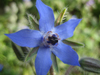 Borage (July)