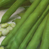 Broad Bean ~ Super Aquadulce (organic seed)