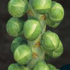 Clubroot Collection Brussels Sprouts ~ Crispus F1 (June only)