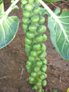 Brussels Sprouts ~ Doric F1 (June)