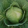 Cabbage ~ Cabbice (June)