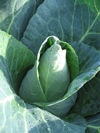 Cabbage ~ Caraflex (March)