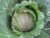 Cabbage (January King) ~ Deadon  (June)