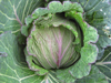 Cabbage ~ Deadon F1 (January King) (June)