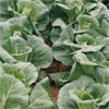 Spring Cabbage ~ Duncan F1 (September)
