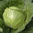 Cabbage ~ Elisa (March)