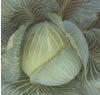 Clubroot resistant cabbage ~ Kilaton F1