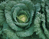 Cabbage (Savoy) ~ Paresa  (July)