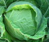 Spring Cabbage ~ Sennen F1 (September)