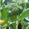Brassicas (Cabbage Family)