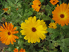 Calendula ~ Daisy Mix (July)