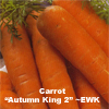 Carrot ~ Autumn King  (organic seed)