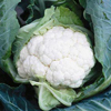 Clubroot resistant cauliflower ~ Clapton