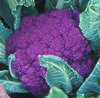 Cauliflower ~ Graffiti (Purple) (June)