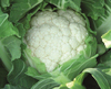 Cauliflower ~ Isadora F1  (Winter)