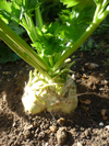 Celeriac ~ Prinz (Early May)