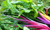 Chard ~ Five Colour (September)