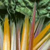 Chard ~ Five Colours (October)