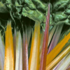 Chard ~ Five Colours (October) Chard ~ Five Colours (October)