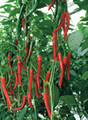 Chilli Pepper ~ Fireflame F1