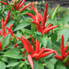 Windowsill Chilli Collection