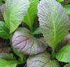 Mustard ~ Giant Red (October) Mustard ~ Giant Red (October)