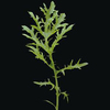 Mustard ~ Golden Streaks (October) Mustard ~ Golden Streaks (October)