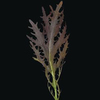 Mustard ~ Ruby Streaks (October) Mustard ~ Ruby Streaks (October)