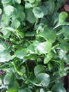 Winter Purslane (Claytonia) (October) 